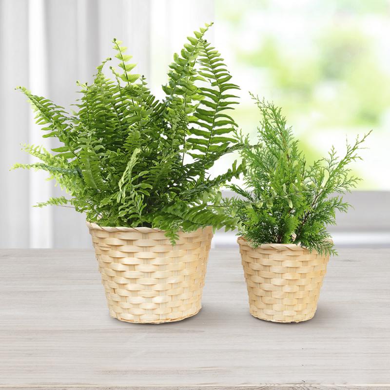 Dekoratīvs puķu pods, 13 cm, dažādi veidi