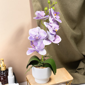 Dekoratīvā orhideja podiņā, dažādi veidi