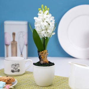 Dekoratīvs augs podiņā Hiacinte, dažādi veidi