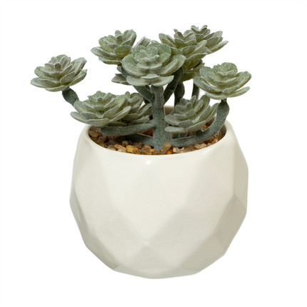 Dekoratīvs augs podiņā, dažādi veidi