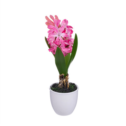 Dekoratīvs augs podiņā Hiacinte, dažādi veidi