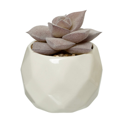 Dekoratīvs augs podiņā, dažādi veidi