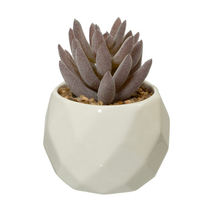 Dekoratīvs augs podiņā, dažādi veidi