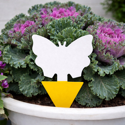 Mušpapīrs telpaugiem, 10 gab.