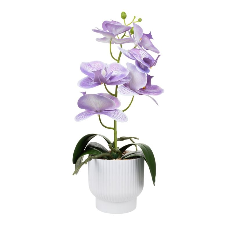 Dekoratīvā orhideja podiņā, dažādi veidi