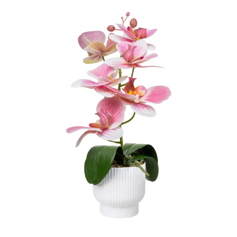 Dekoratīvā orhideja podiņā, dažādi veidi