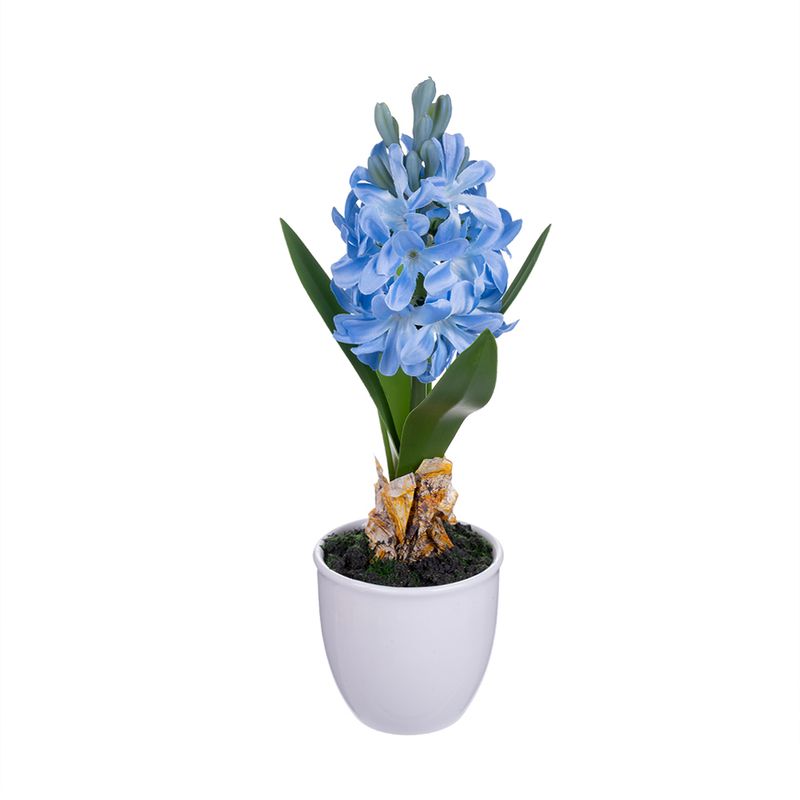 Dekoratīvs augs podiņā Hiacinte, dažādi veidi