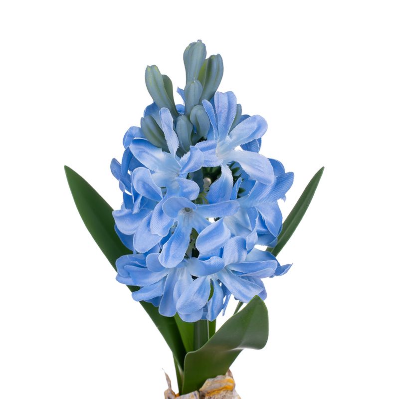 Dekoratīvs augs podiņā Hiacinte, dažādi veidi