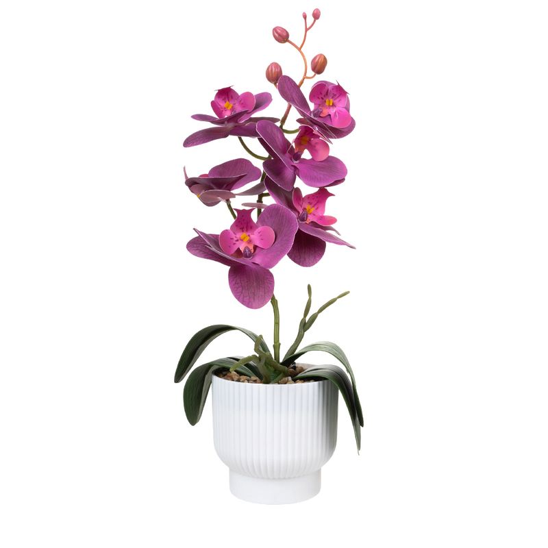 Dekoratīvā orhideja podiņā, dažādi veidi