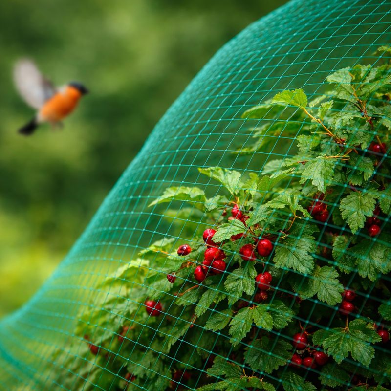 Aizsargtīkls pret putniem